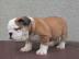Reinrassige Englisch Bulldog Welpen