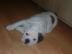Englische Bulldogge R�de zum verkaufen
