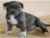 American-Pitbull-Blue-Line-Welpen