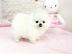 Wundersch�ne MINI-POMERANIAN ZWERGSPITZ