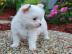 sch�n Reinrassige chihuahua Welpen