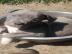 Amstaff blueline welpe
