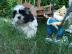 Reinrassige Shih Tzu Welpen