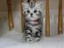 BKH Britisch Kurzhaar Kitten silver tabb