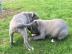 Pit-Bull-Terrier-Welpen mnnlich und wei