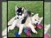 Siberien Husky Whatsapp +4915214389093