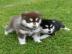 Wundersch�ne Husky welpen mit Papieren a