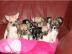 Zuckers�sse Chihuahua Welpen 200 euros