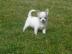 10 Wochen alter Chihuahua Welpe sucht ei