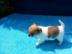 Mini-Chihuahua welpen (Langhaar und.  Kur