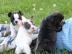 Blaue Franz�sische Bulldoggen Welpen abg
