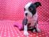 Zuckers??en boston terrier Welpen
