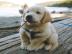 Sch�ne golden retriever-Welpen f�r die R