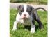 Pit Bull - blue line welpen . . . 