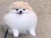MINI POMERANIAN ZWERGSPITZ  WELPEN 270