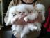 Pomeranian Zwergspitz Mini Welpen suchen