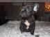 Franz?sische Bulldogge Welpe R?de H?ndin