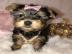 Yorkshire Terrier Welpen bereit