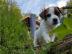 Parson Jack Russell Terrier Welpen mit P