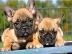 Franz�sische Bulldog Welpen mit Papiere