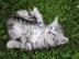 S��e 3 BKH KITTEN & STAMMBAUM