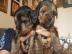 Yorkshire Terrier Welpen zur Adoption