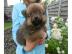 Wundersch�ne Pomeranian Welpen mit VDH P