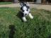 Sch�ne Welpen des sibirischen Huskys. 