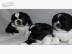 Shih Tzu Welpen whatsapp nummer +4368110