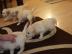 Golden Retriever Welpen zur Annahme