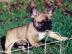 Adorable Franz�sisch Bulldogge Welpen zu