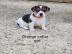 Jack Russell Puppy-1 Junge und 4 M?