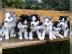 Reinrassige Siberian Husky Welpen. 