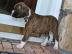S��e Boxer Welpen