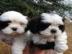 Wurf von Shih Tzu Welpen jetzt fertig
