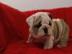 Englisch Bulldogge Welpen! (Champion gez
