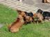 Zwergpinscher-Zwergrehpinscher-Rehpinsch