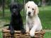 Erh?ltlich Labrador Welpen mit Papieren