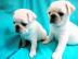 m�nnliche und weibliche Mops-Welpen