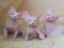 Sch�ne Sphynx-K�tzchen