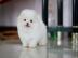 Pomeranian Freunde!!! unsere wundersch?n