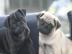 gesund und geimpft Mops Welpen