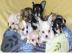 Chihuahua Welpen suchen ein liebevolles