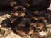 S??e Yorkshire Terrier / Yorkie Welpen