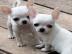 Super s??e MINI chihuahua welpen mit Pap