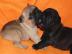 Reinrassige franz�sische Bulldogge