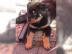 Wundersch�ne Rottweiler-Welpen