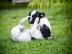 Franzsische Bulldoggen Welpen 11 Wochen