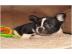 Franz�sische Bulldoggenwelpen