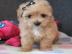 Speelse Maltipoo-puppys te koop. 